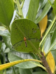 Aurotipula clara