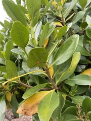 Aurotipula clara