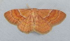 Leptostales rubromarginaria