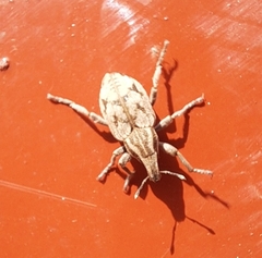 Pleurocleonus sollicitus