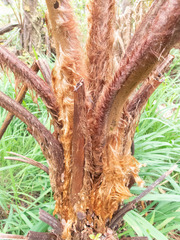 Cibotium glaucum