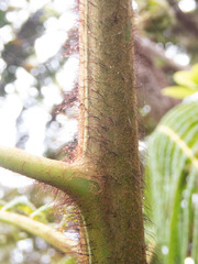 Cibotium glaucum