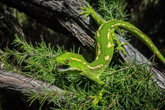 Naultinus grayii