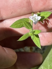 Tessiera lithospermoides