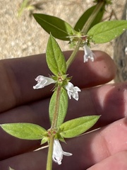 Tessiera lithospermoides