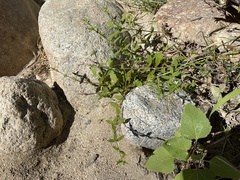 Tessiera lithospermoides