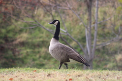 Branta canadensis moffitti