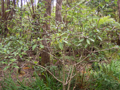 Clermontia parviflora