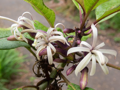 Clermontia parviflora