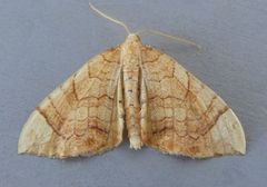 Eulithis luteolata