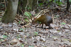 Dasyprocta fuliginosa