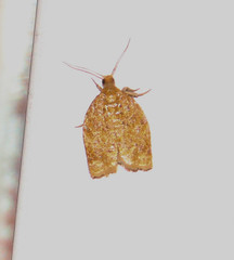 Clepsis metalleta