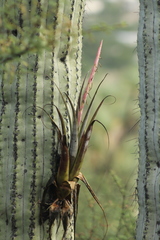 Tillandsia califanii