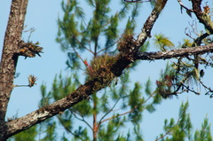 Tillandsia punctulata