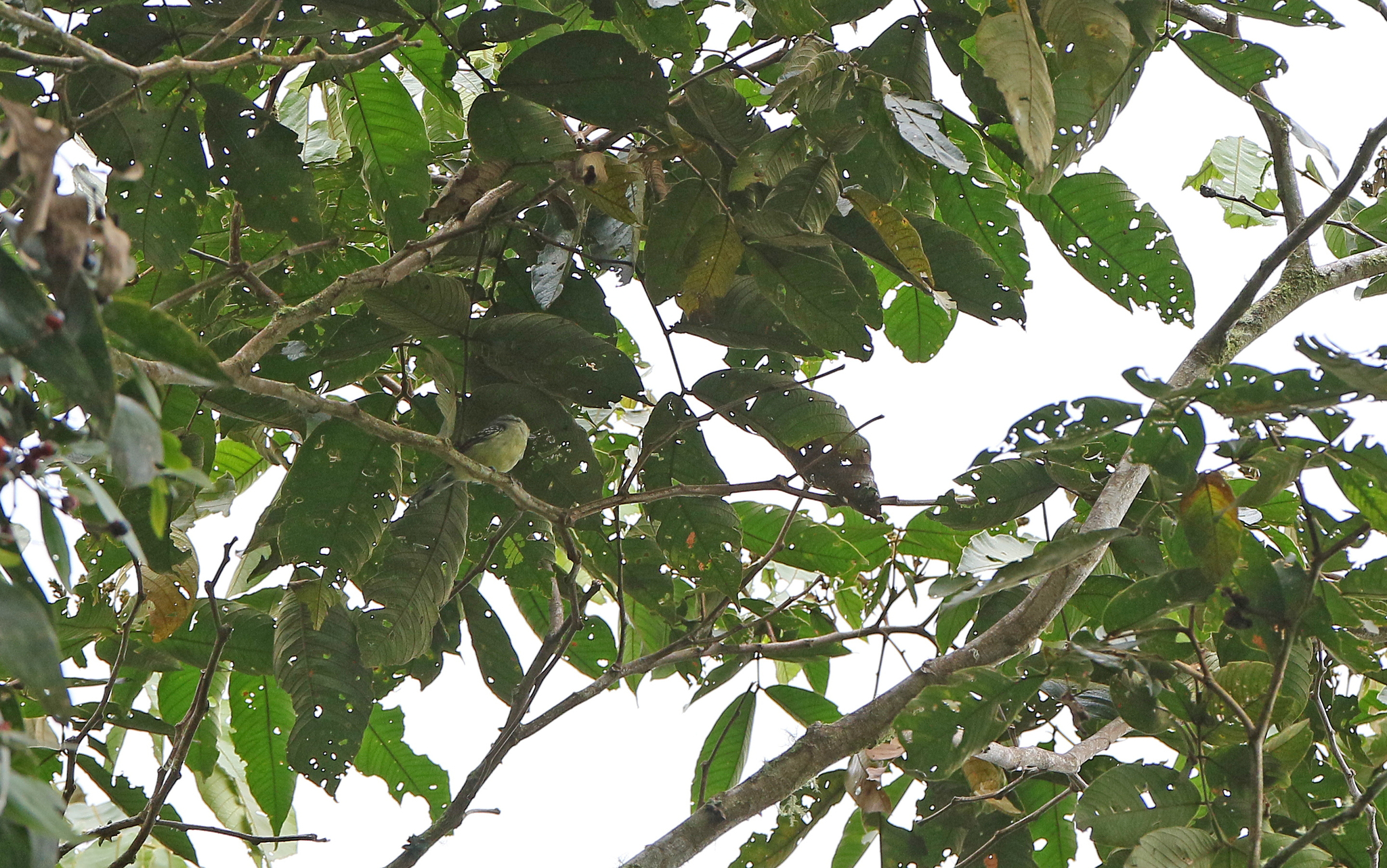 Yellow-breasted Antwren (Herpsilochmus axillaris), photo 5
