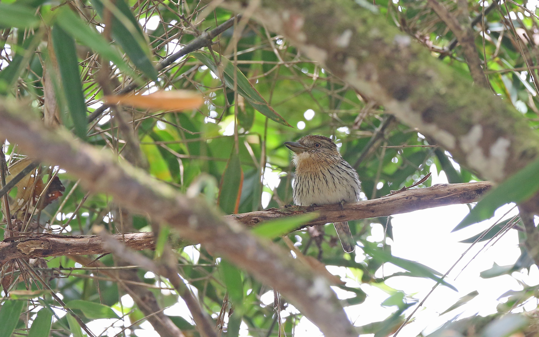 Western Striolated Puffbird (Nystalus obamai), photo 5