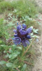 Gilia capitata chamissonis