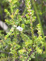 Baeckea diosmifolia