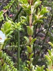 Baeckea diosmifolia