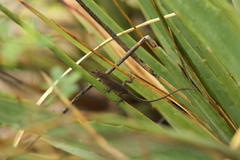 Anolis carlliebi