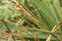 Anolis carlliebi