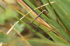Anolis carlliebi