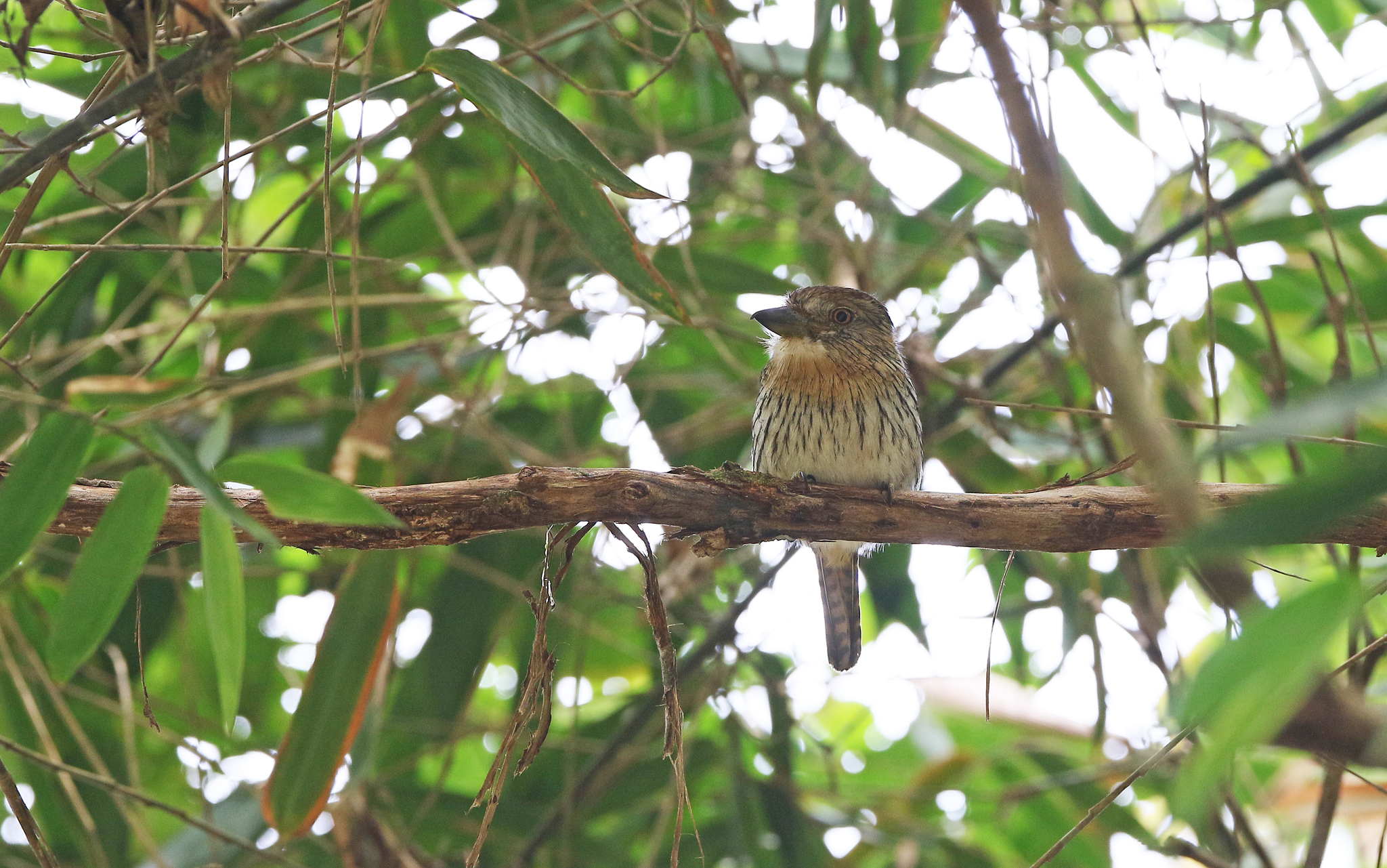 Western Striolated Puffbird (Nystalus obamai), photo 6