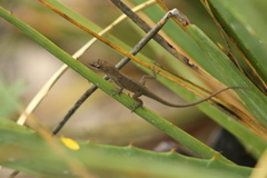 Anolis carlliebi