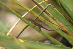Anolis carlliebi