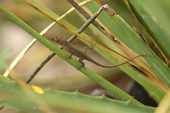 Anolis carlliebi