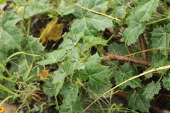 Cnidoscolus tehuacanensis