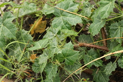 Cnidoscolus tehuacanensis