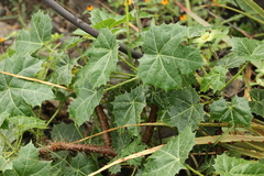 Cnidoscolus tehuacanensis