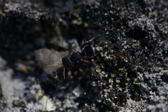 Ephutomorpha porrecticeps