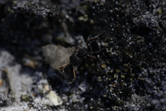 Ephutomorpha porrecticeps