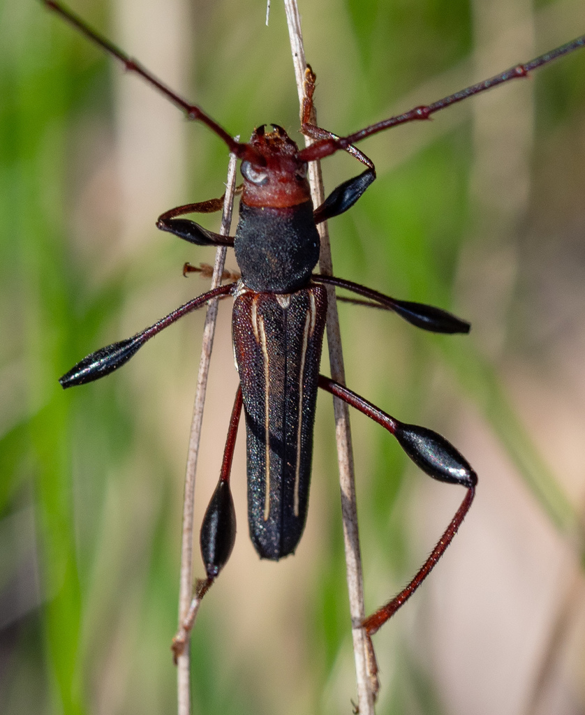 Amphirhoe sloanei