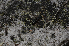 Ephutomorpha porrecticeps