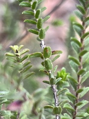 Baeckea diosmifolia