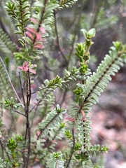 Baeckea diosmifolia