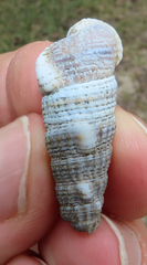Cerithidea moerchii
