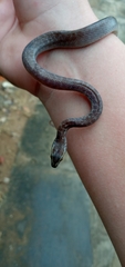 Boaedon fuliginosus