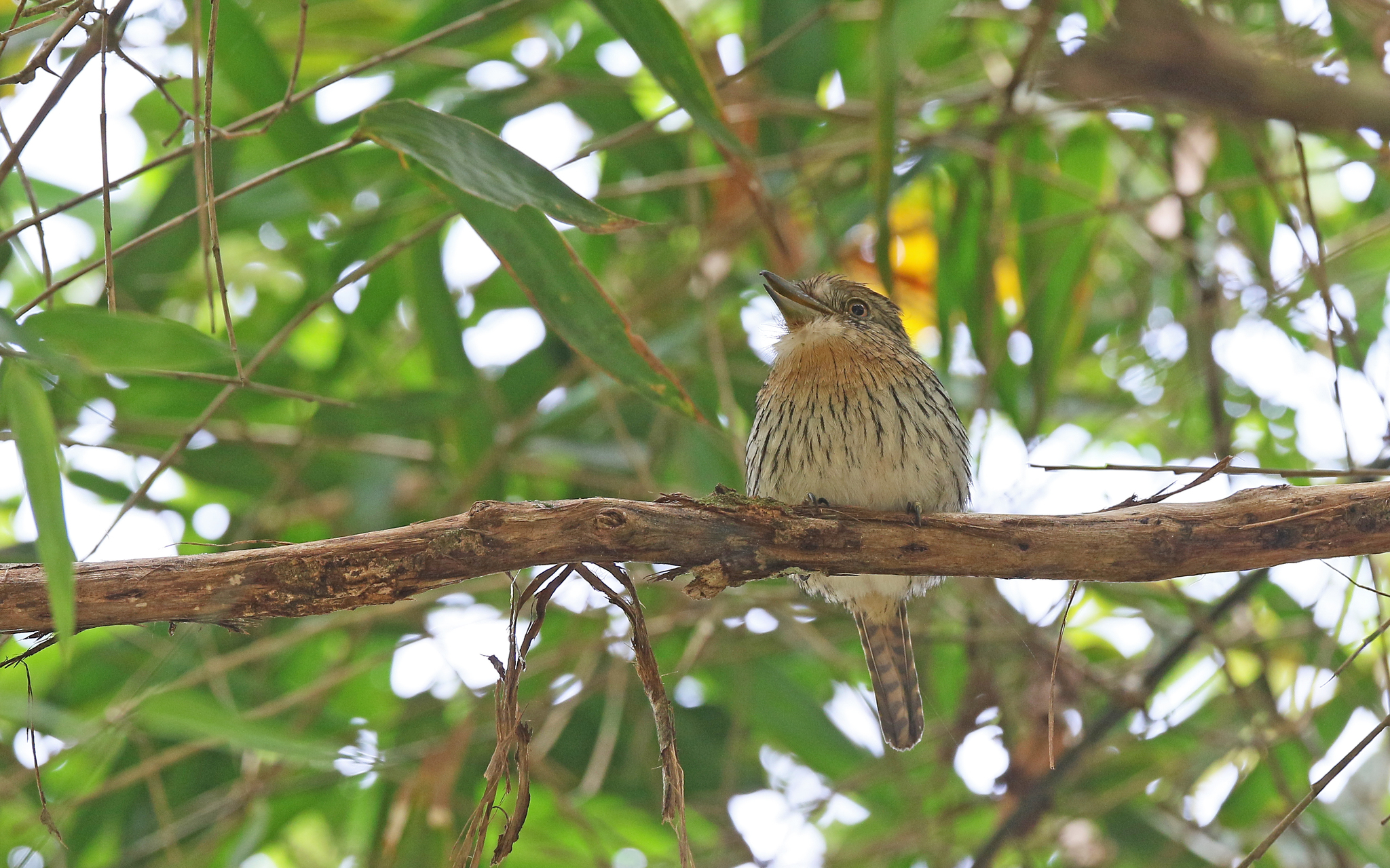 Western Striolated Puffbird (Nystalus obamai), photo 7