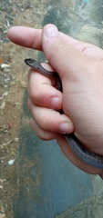 Boaedon fuliginosus