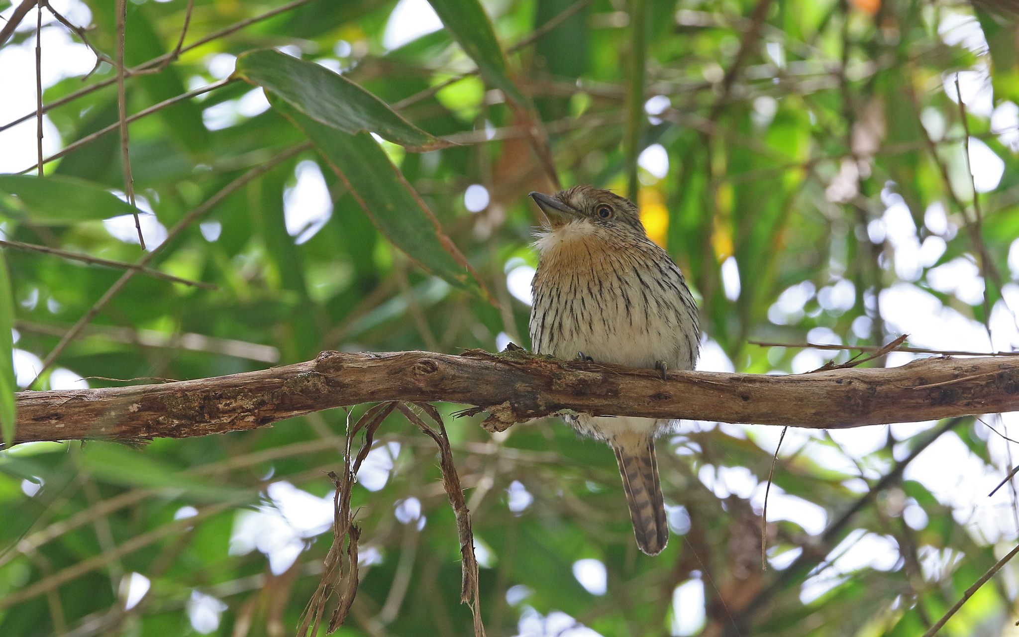 Western Striolated Puffbird (Nystalus obamai), photo 8