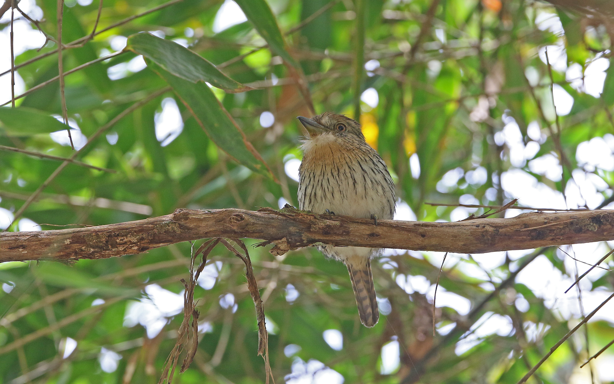 Western Striolated Puffbird (Nystalus obamai), photo 9
