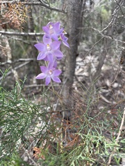 Thelymitra alcockiae