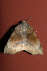 Sestra