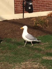 Larus argentatus