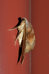 Sestra