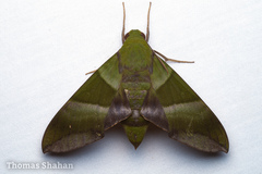Oryba achemenides
